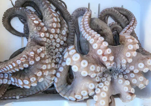 two octopus in display